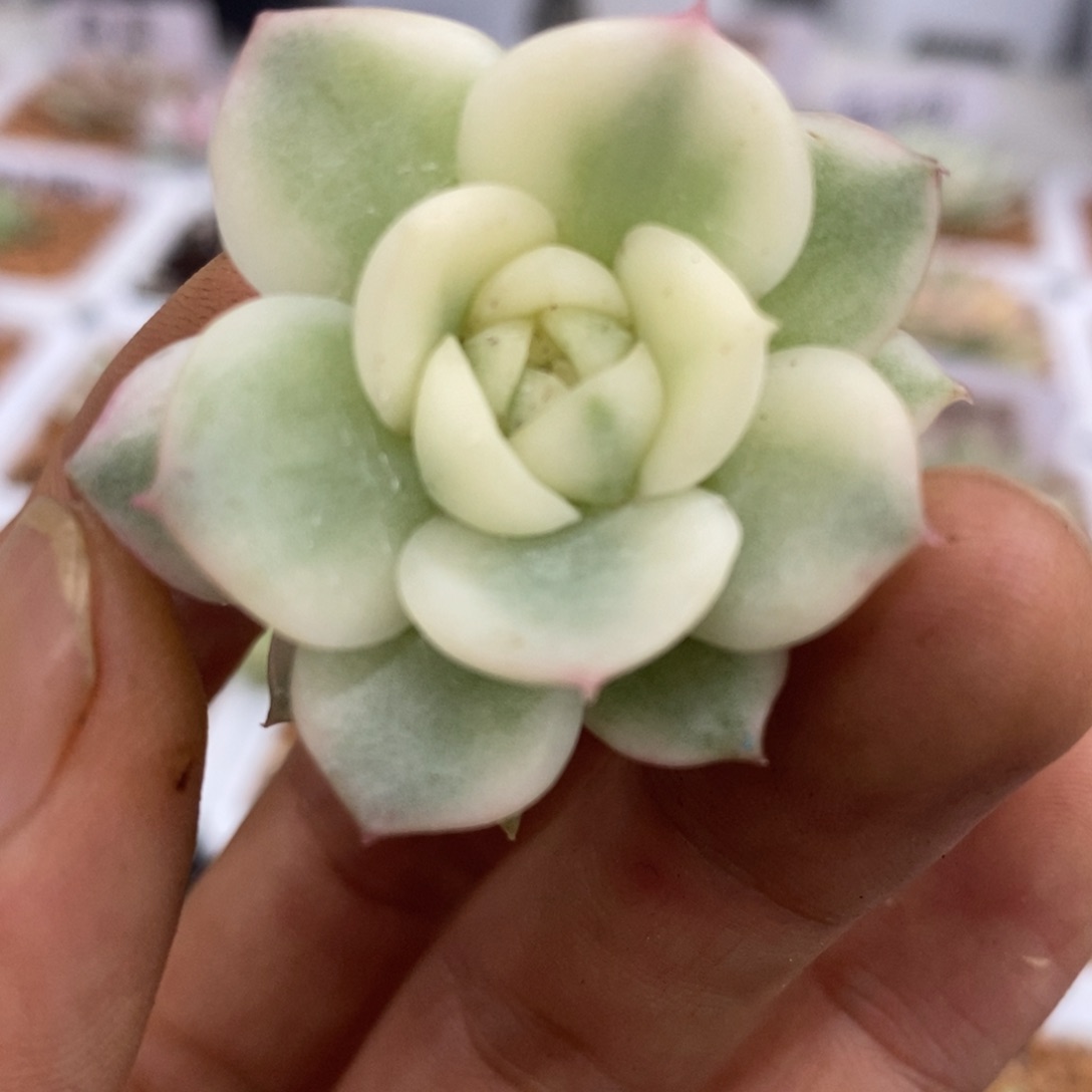韩水晶锦 大锦边 可嫁接