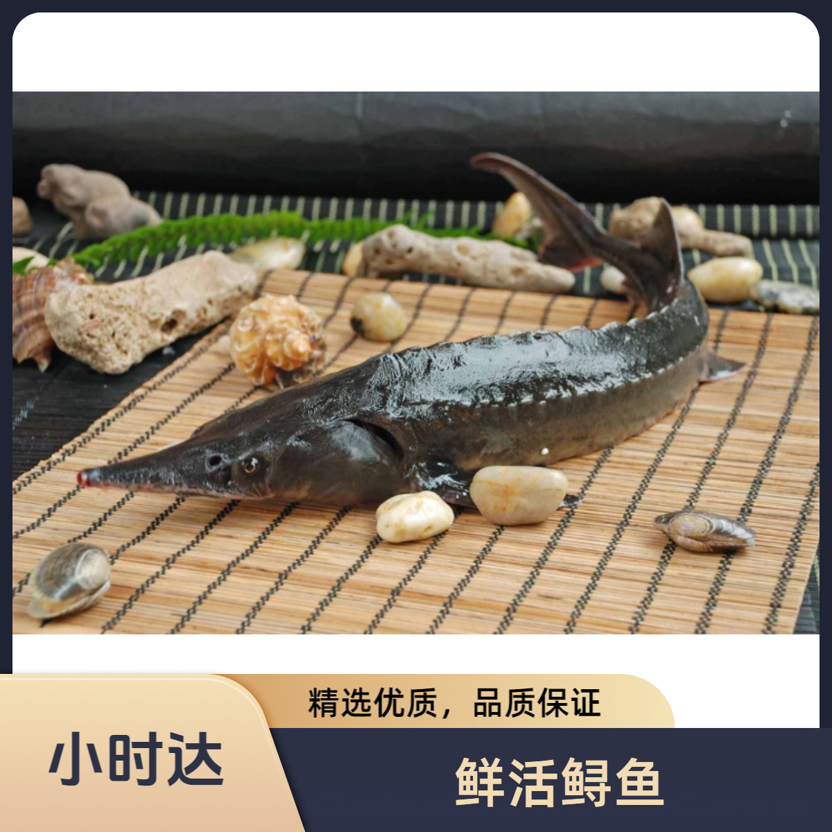 鲜活鲟鱼（1.5-1.8斤/条）