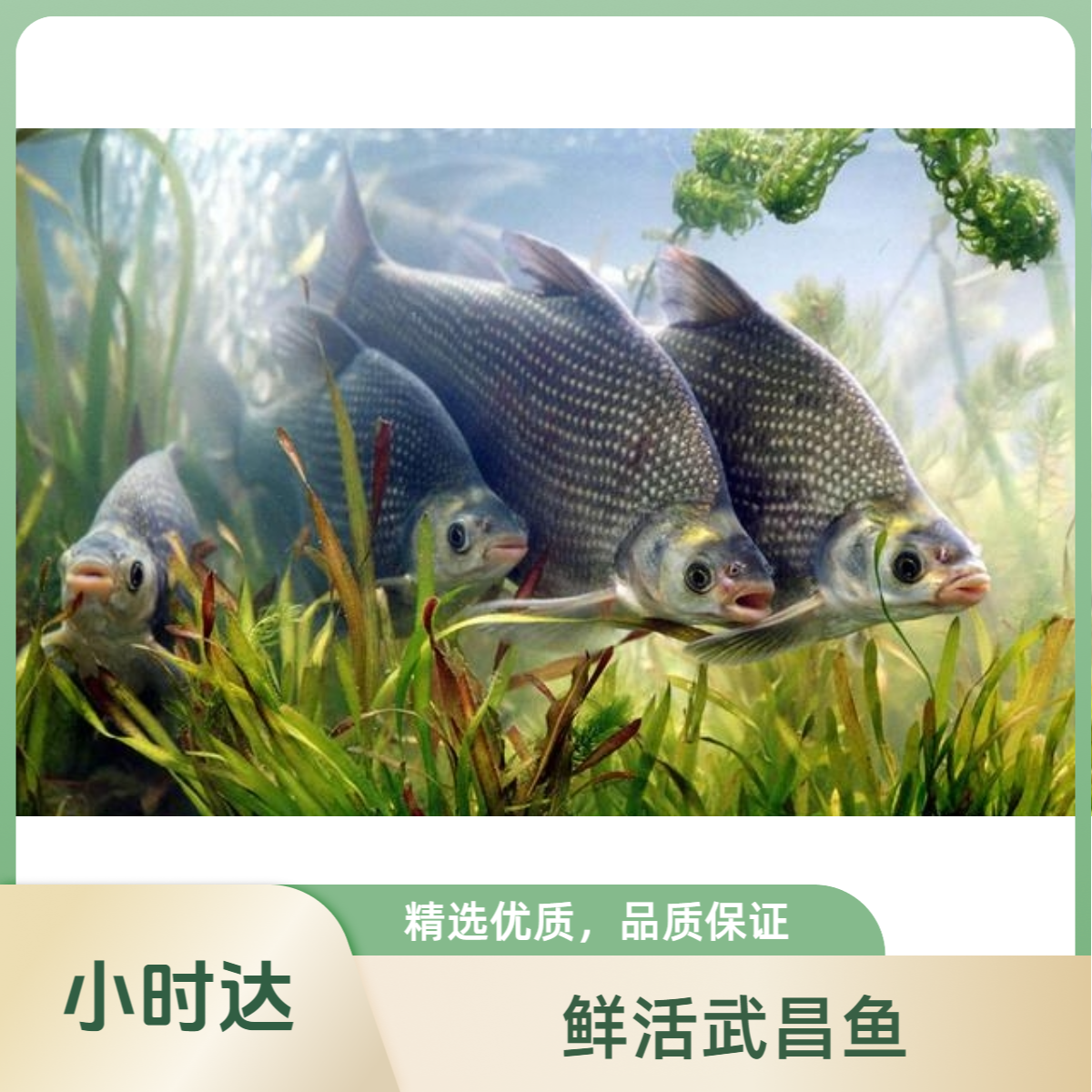 鲜活武昌鱼（1.2-1.3斤/条）