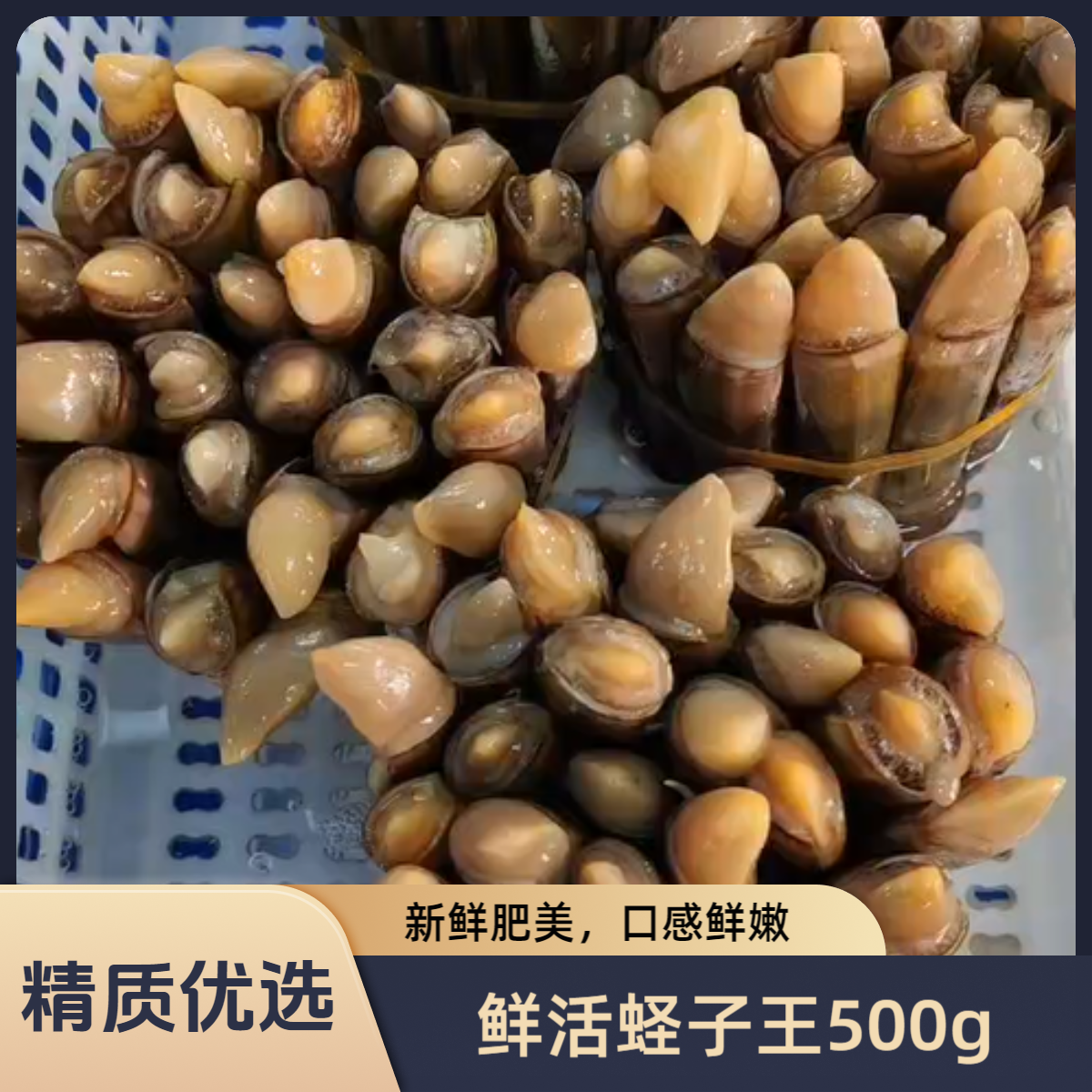 鲜活圣子王（蛏子王）约500g