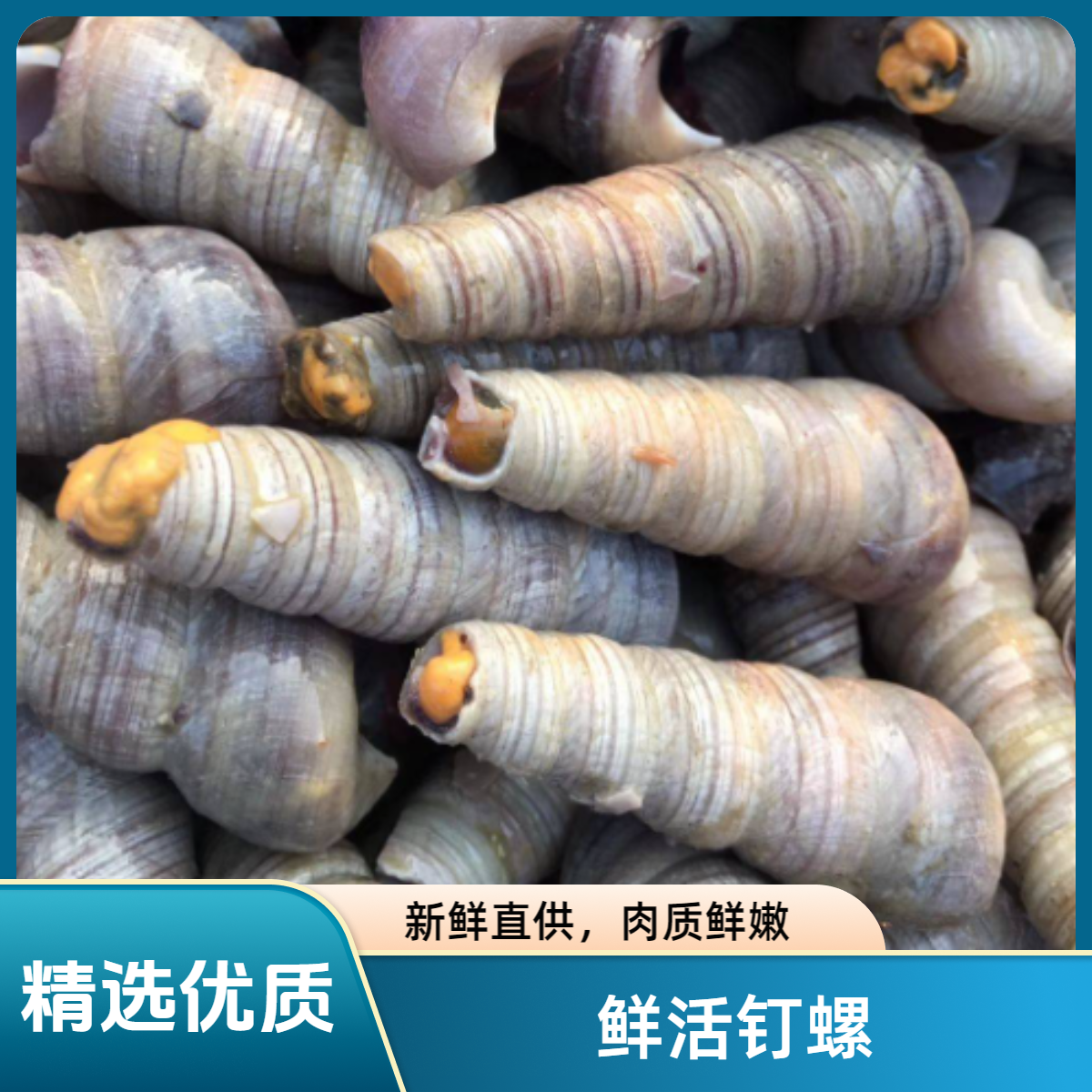 鲜活钉螺500克