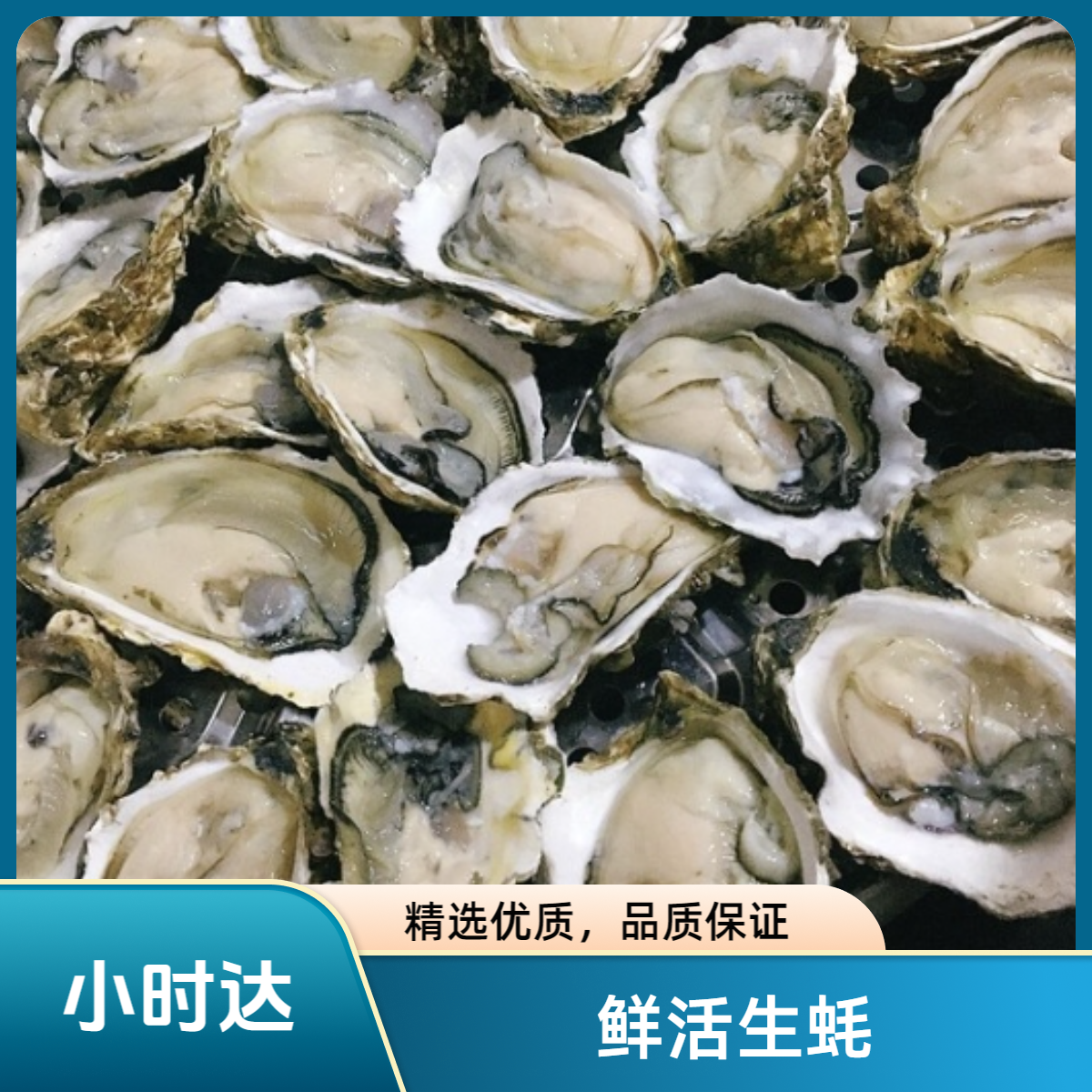 鲜活生蚝 规格自选（0.5克）