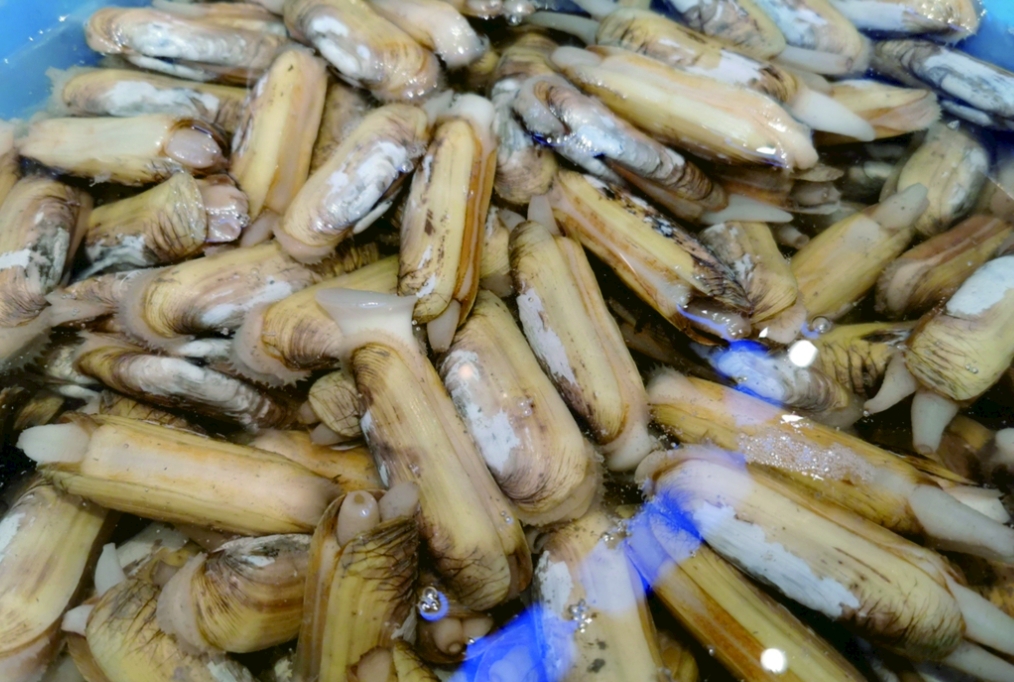 鲜活圣子（蛏子）约500g
