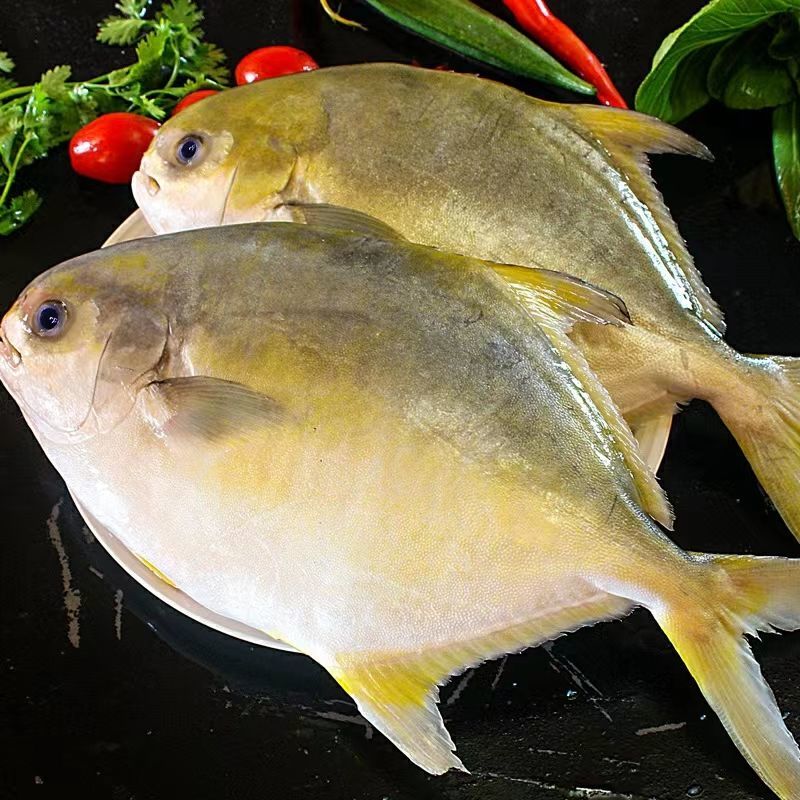 连云港发货 金昌鱼 肉质鲜美 （1.1-1.3）斤/条 速冻发货
