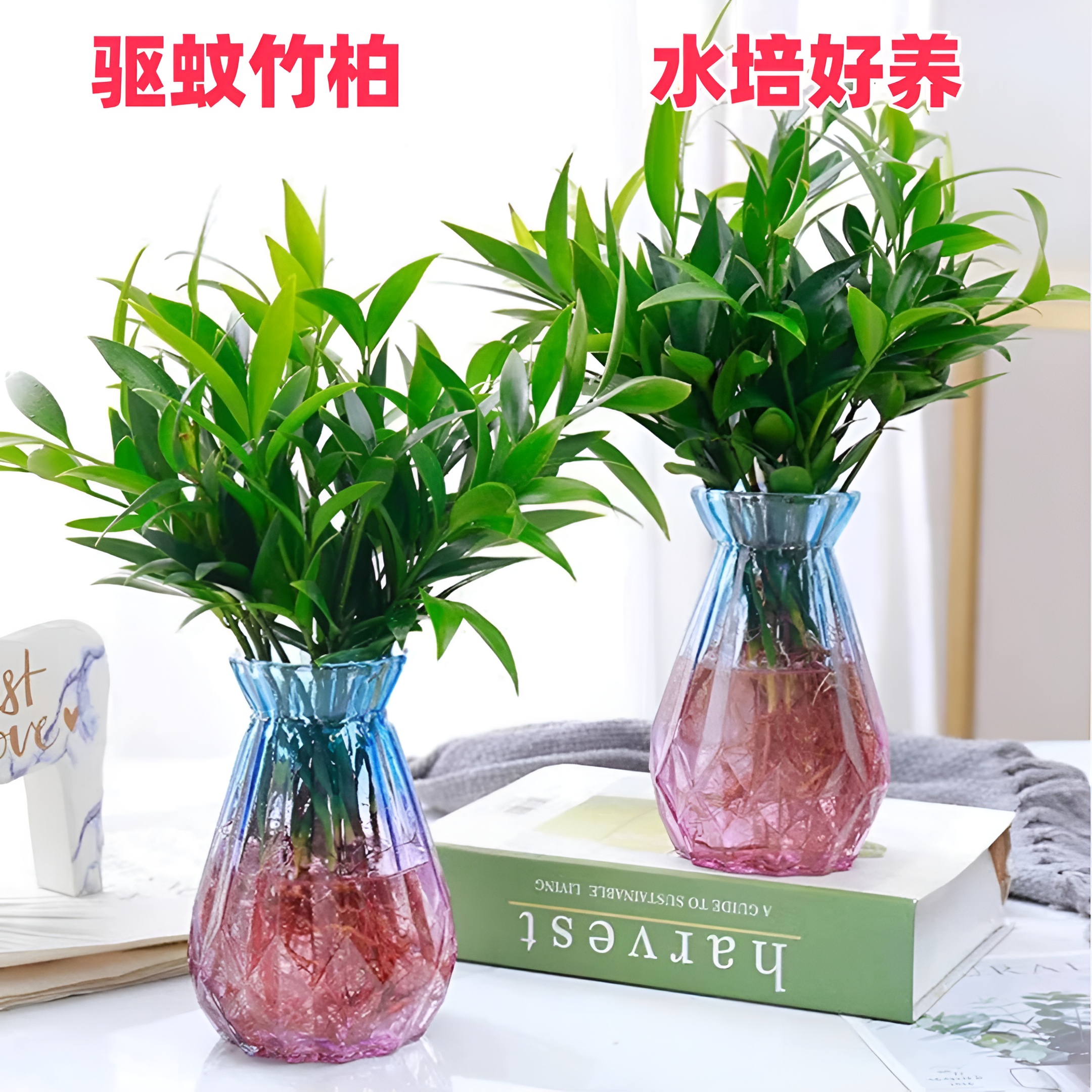 驱蚊竹柏盆栽水培新宠防蚊植物驱蚊驱虫绿植室内客厅卧室四季常青