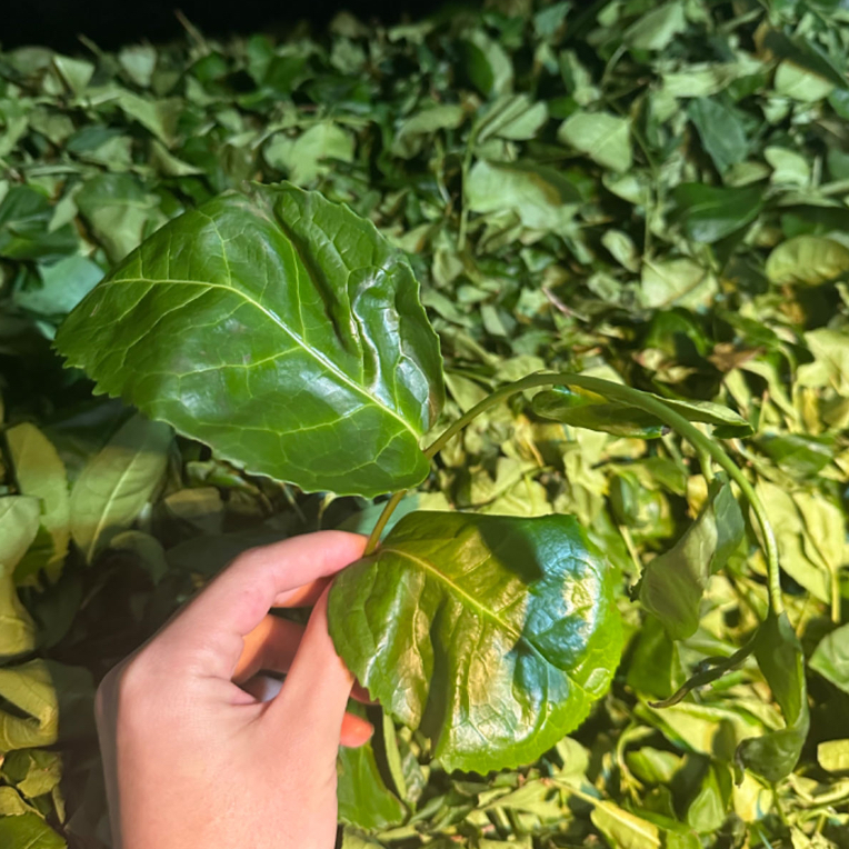 【佛手·雪梨王】 梨花清香 回甘甜润  250克