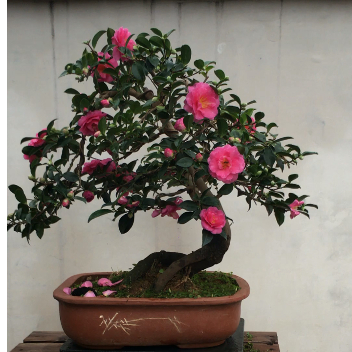 茶梅·节日装扮花卉·当年开花盆栽老桩盆景庭院种植·观花茶梅