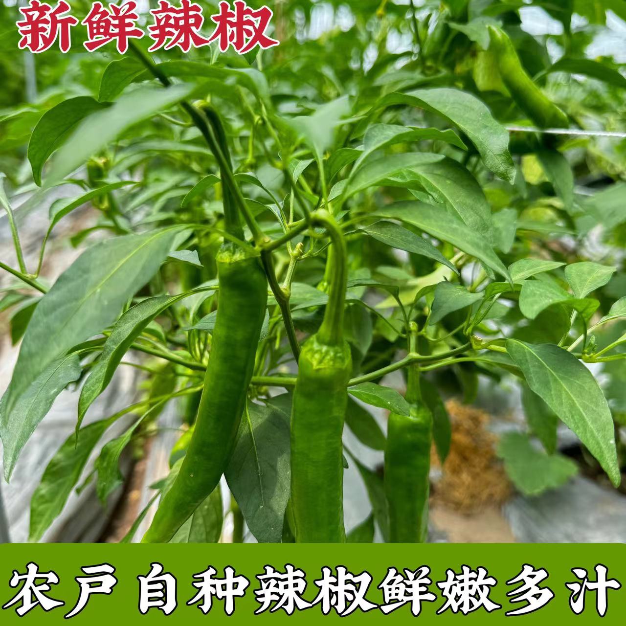 四川老品种本地蜂糖辣椒皮薄汁水多微辣 爽脆多汁