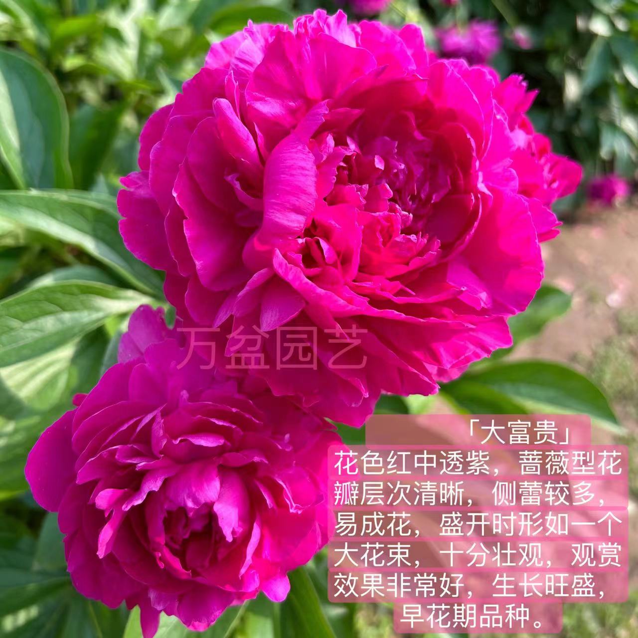洛阳产地直发重瓣芍药红色系-大富贵，新手推荐，好养成花率高