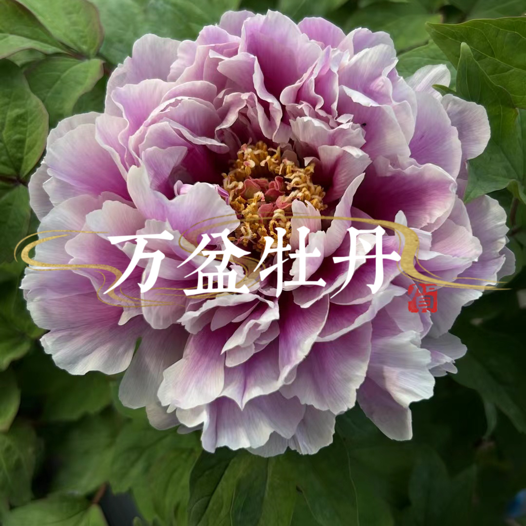 进口品种牡丹（藤染衣）紫色系渐变色，长势极强，开花特别木槿花鲜花