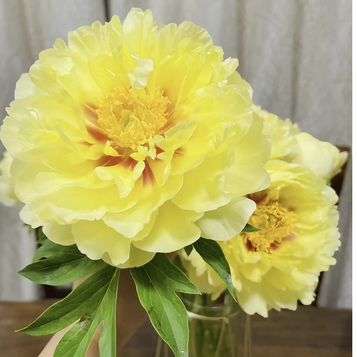 {伊藤杂交-芭茨拉}牡丹芍药杂交品种 柠檬香味盆栽正宗植物