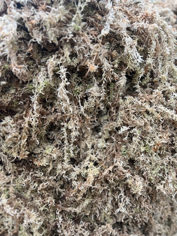 「水苔」基地自用 蝴蝶兰兰花专用质料 150克 