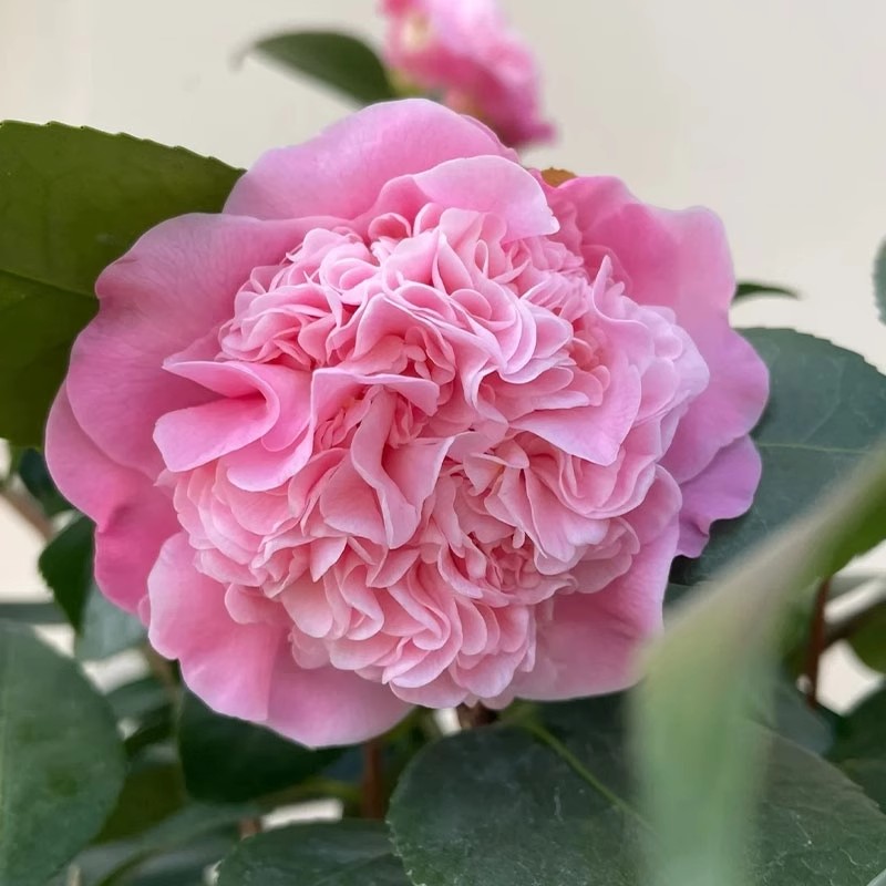 香妃山茶花耐寒好养活室内外绿植花卉