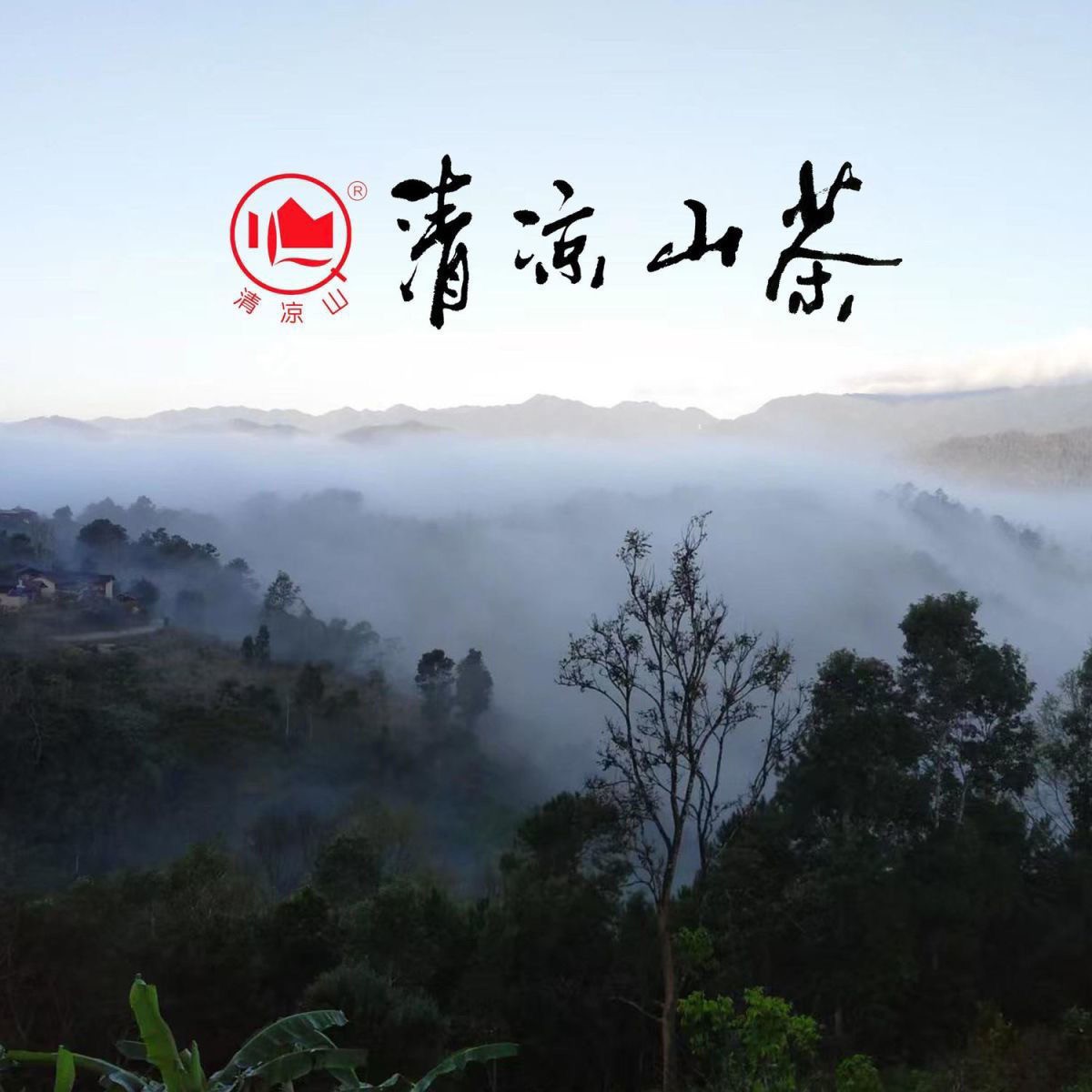 清凉山【清凉山茶--值得信赖】   -点个关注，交个朋友！