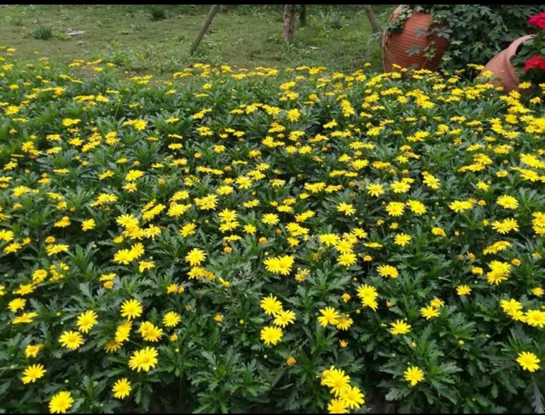 黄金菊老桩，常年开花不断
