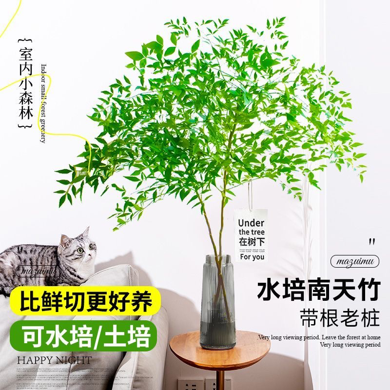 南天竹带根水培植物基地直发【一颗2-3杆发货】