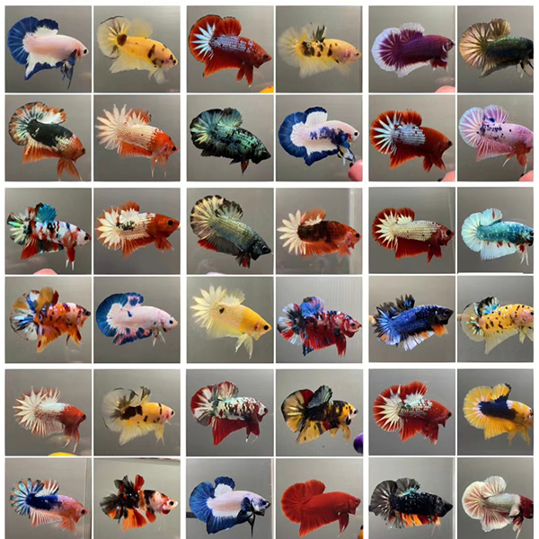 （直播间自挑鱼）各品类泰国斗鱼将军鱼苗 混选 包活不包损