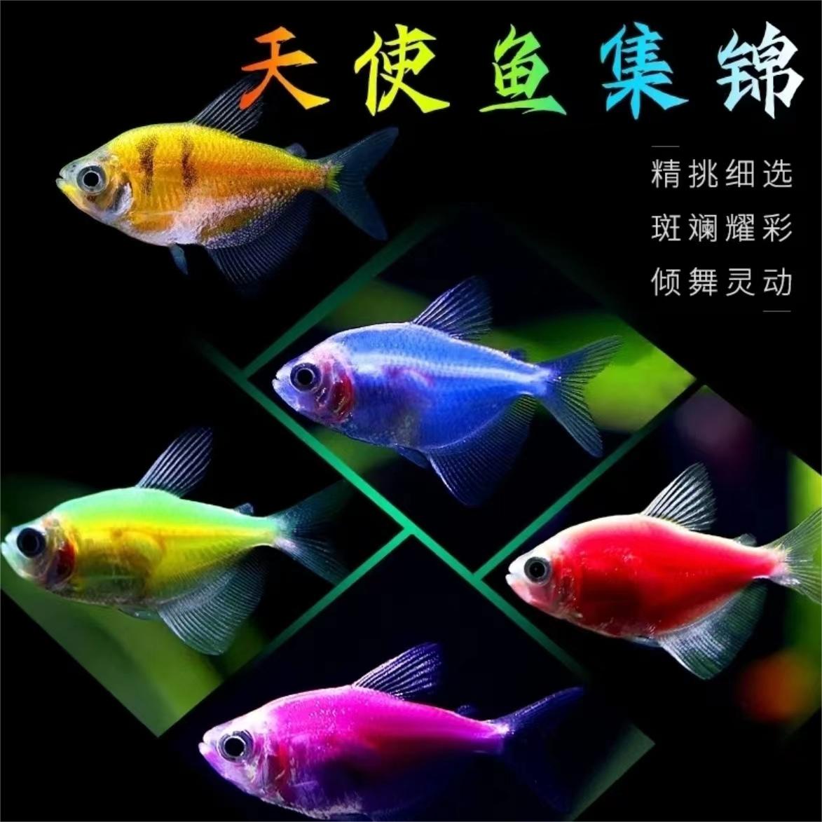 自然色七彩天使小型热带小金鱼群游懒人养殖绿紫翡翠活体混养包邮