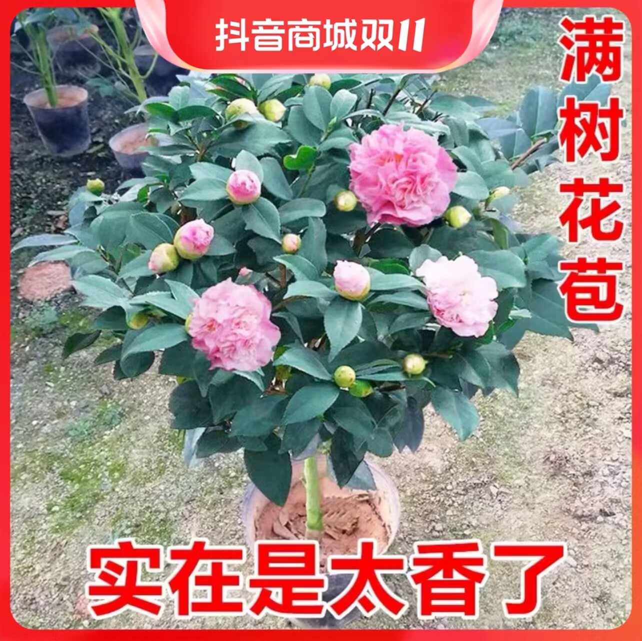 香妃茶花八年苗浓香型粉色带花苞好养易活重瓣室内外耐寒耐热阳台