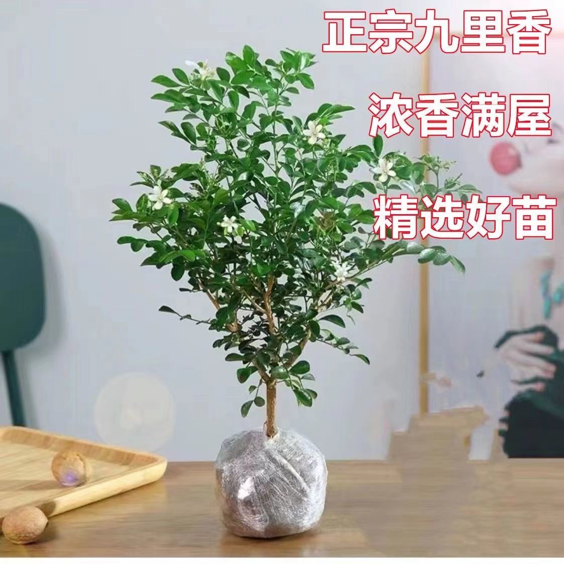 正宗九里香花卉盆栽四季开花苗浓香型客厅家庭绿植物室内耐寒好养