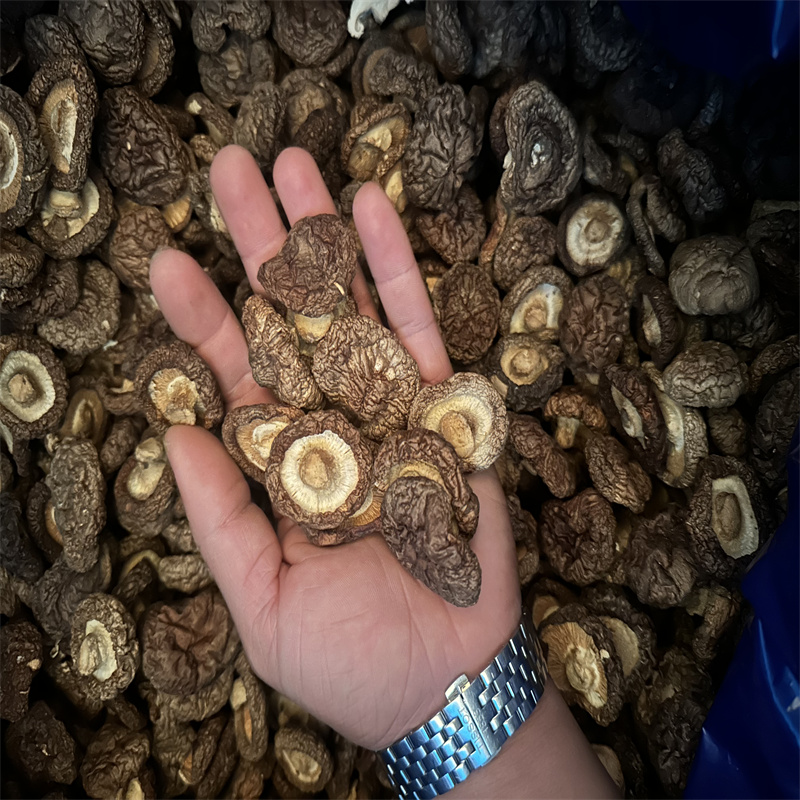 农家新货肉厚无根无熏硫香菇适合炖鸡汤食材