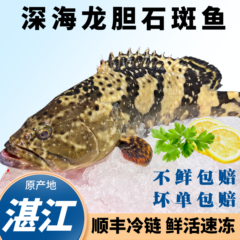  (石斑鱼)2.6斤到手2条龙胆珍珠斑海鲜深海老虎斑新鲜活速冻锁鲜