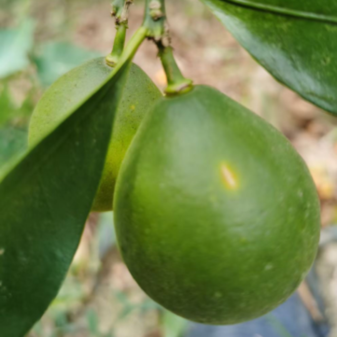 脆蜜金柑苗 嫁接苗 果大蜜甜多汁 纯甜无酸