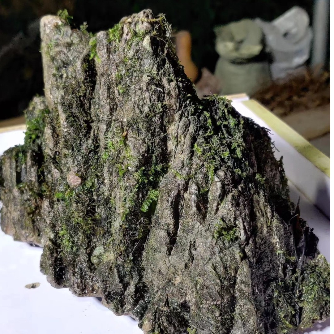 广西九万山的龟纹石（绿植）