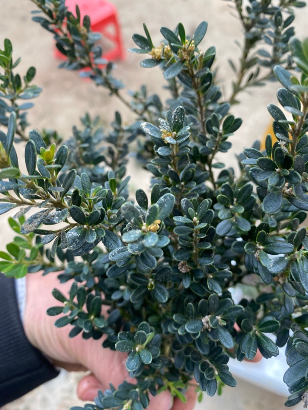 广西河米，米叶黄杨掌上盆景