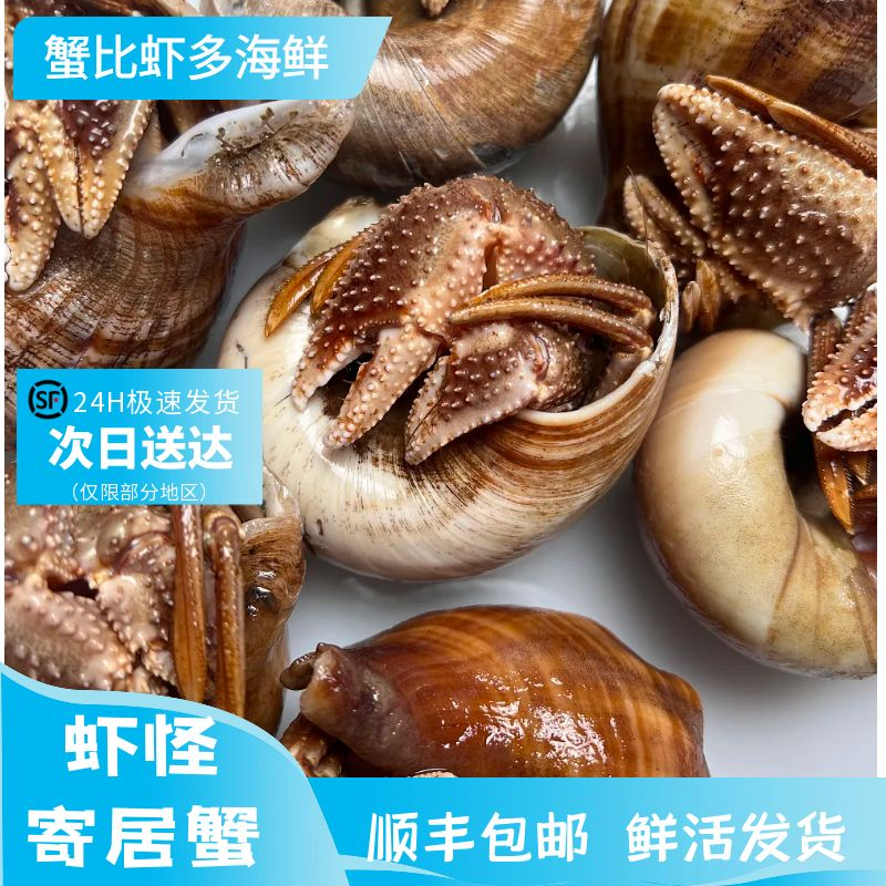 虾怪 寄居蟹 海怪  保鲜不保活 不包全腿 顺丰包邮