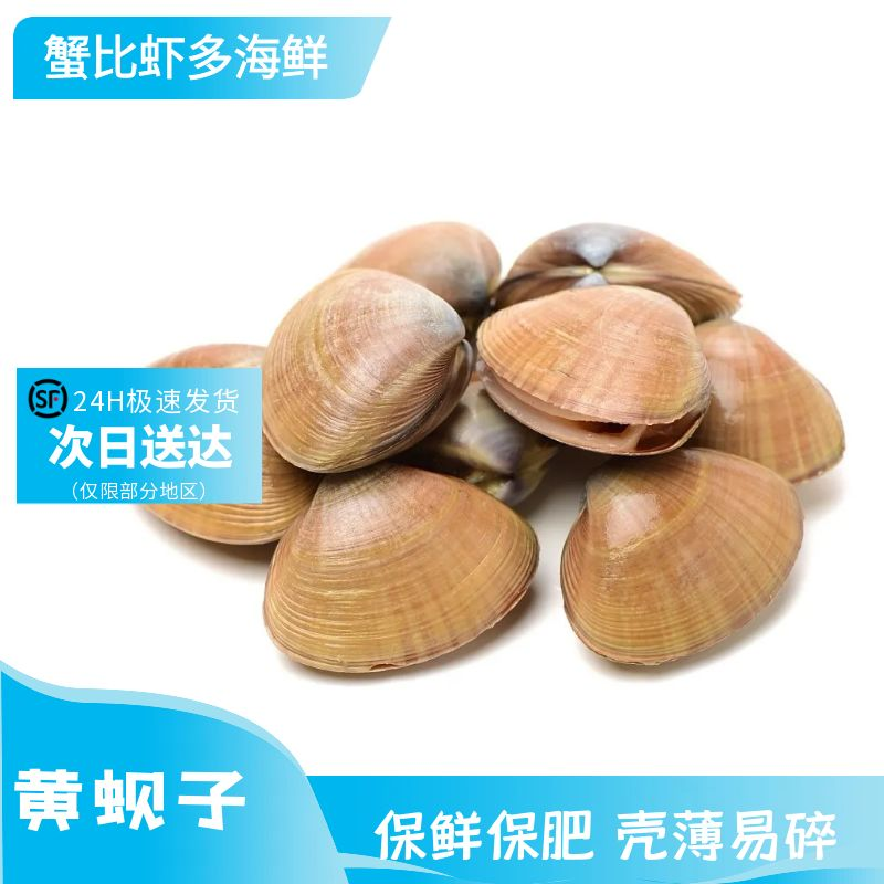 丹东黄蚬子 鲜嫩美味 个大肉肥 98% 以上吐沙率