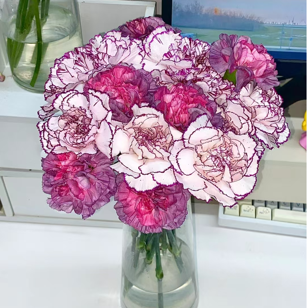 紫精灵野马康乃馨网红组合花束云南基地鲜花送保鲜剂