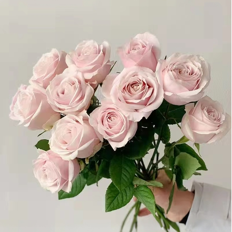 【云南鲜花基地批发】粉红雪山粉红色单头玫瑰鲜花新鲜发货