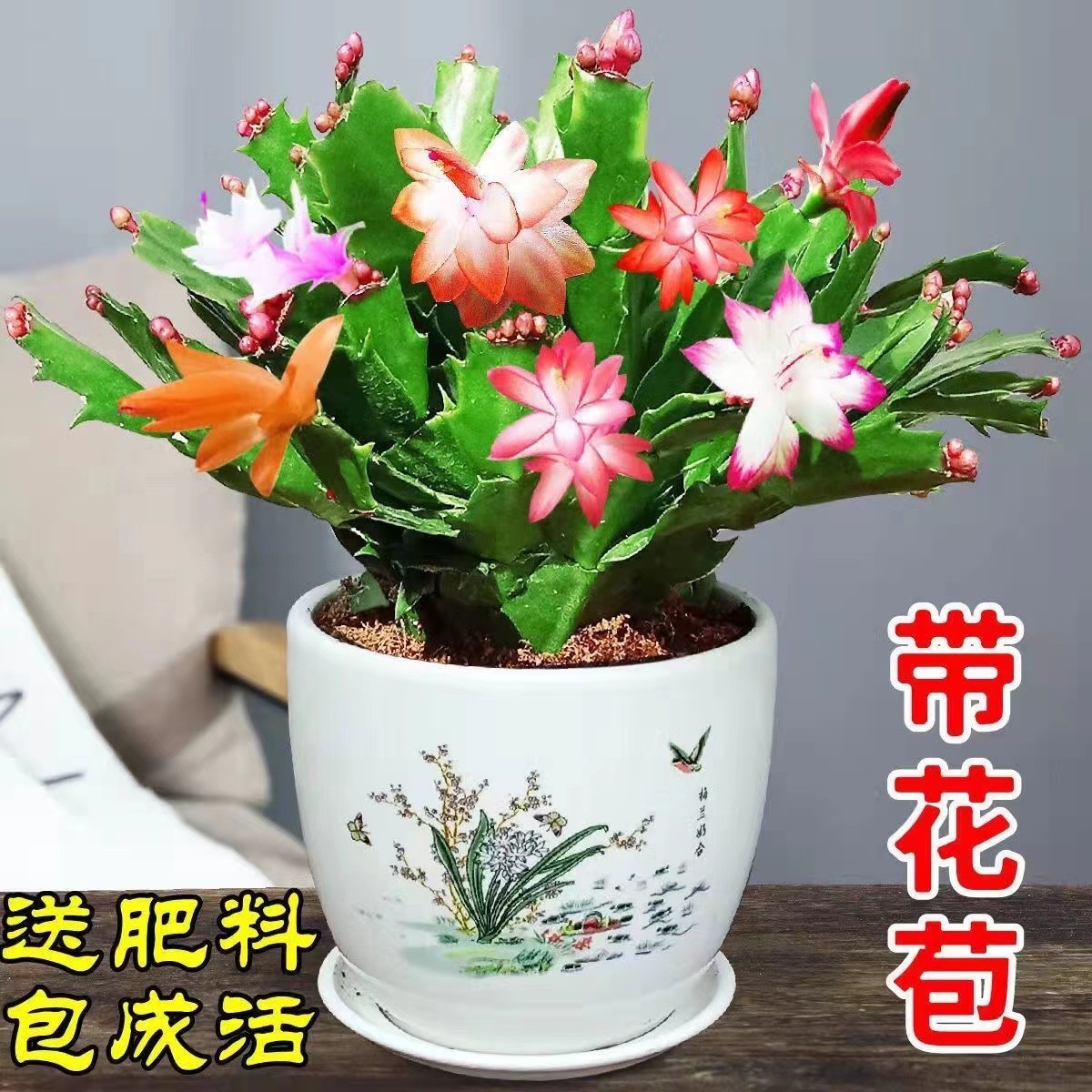 双色老桩蟹爪兰带花苞室内绿植盆栽