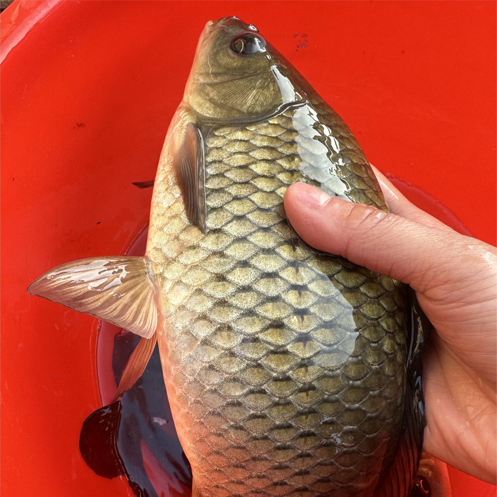 【包活到货】正宗千岛湖黄金鲫鱼 活鱼 现捕现发 孕妇儿童