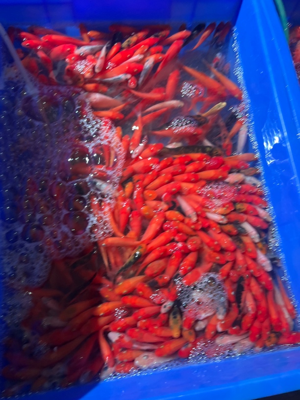 混搭锦鲤苗论斤便宜批发好养耐活包邮包活冷水鱼小鱼观赏鱼饲养鱼