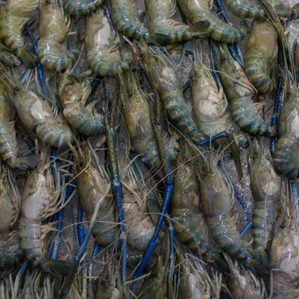 鲜活罗氏虾500G