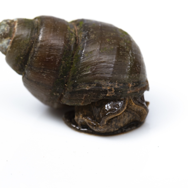 鲜活田螺去尾500G