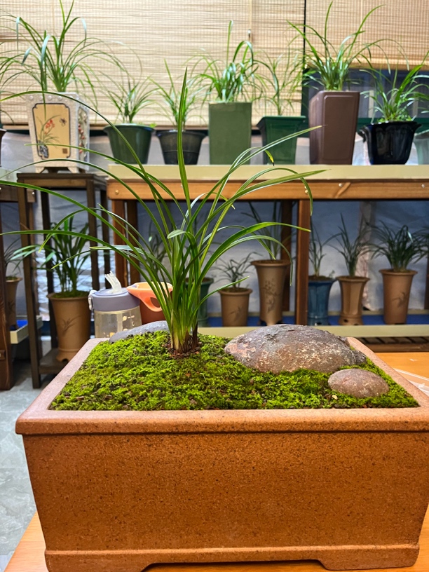 名品兰花宋梅正宗江浙名贵高端春兰梅瓣（宋梅专拍）3苗起