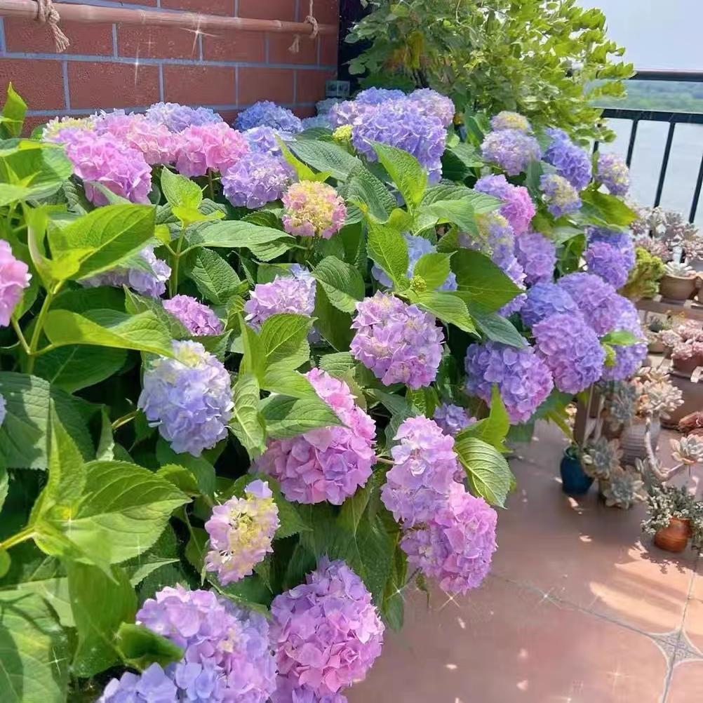 绣球花种籽子四季播种开花易活花籽盆栽庭院室内外植物绣球花种子