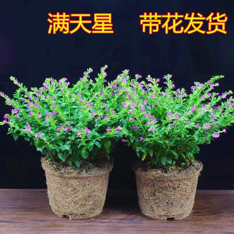 满天星盆栽带花苞发货花草植物四季开花阳台室内花卉绿植盆景自然