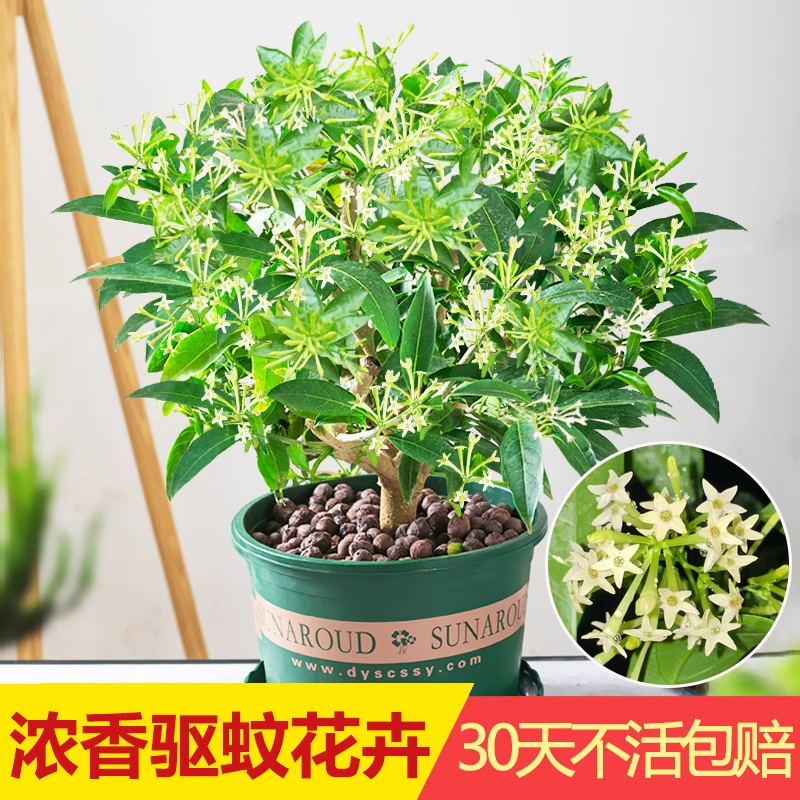 夜来香盆栽四季好养