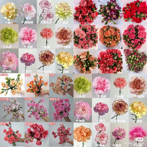 鲜花~康乃馨（20%不售后）