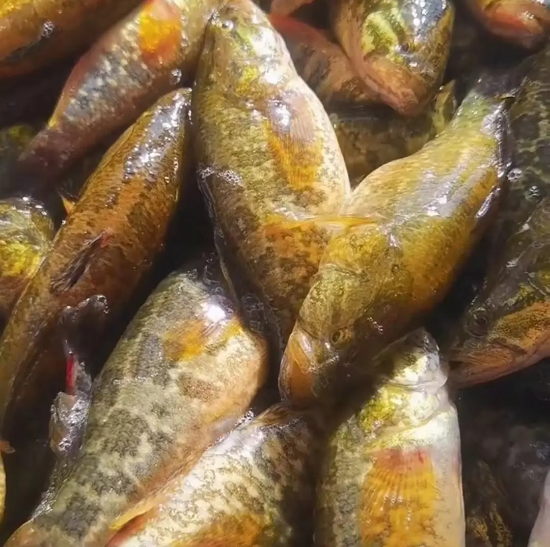 东北地笼小老头鱼6斤(怕小勿拍)顺丰包邮