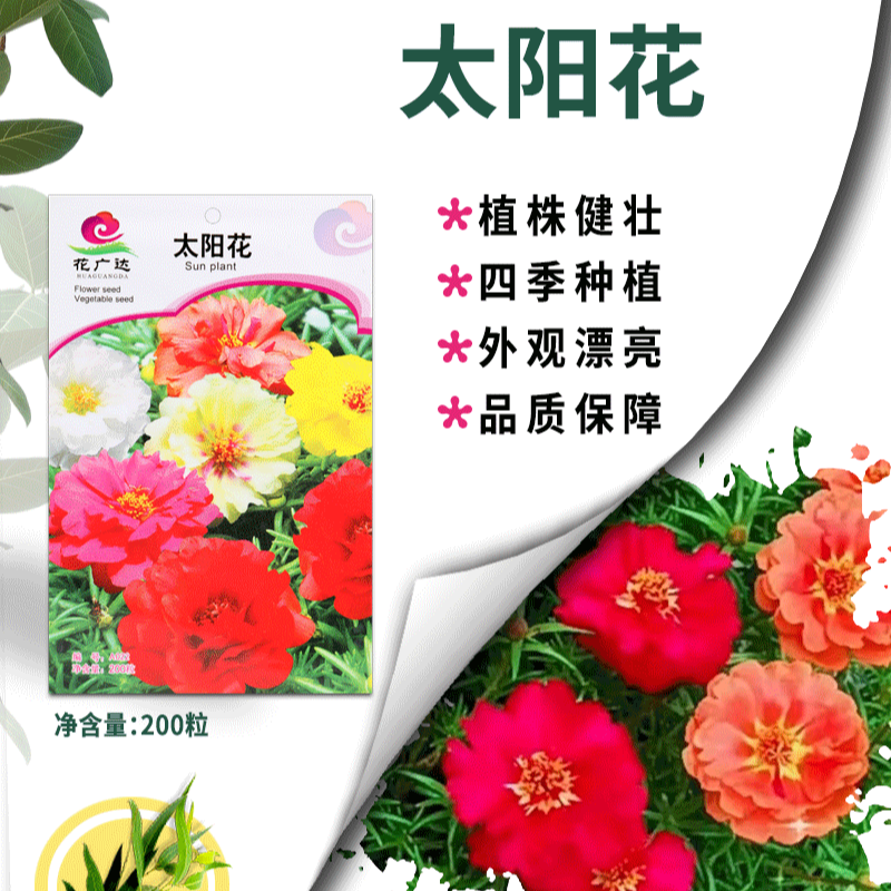 【农科院推荐】太阳花种子重瓣太阳花种子花卉种子鲜花绿植四季