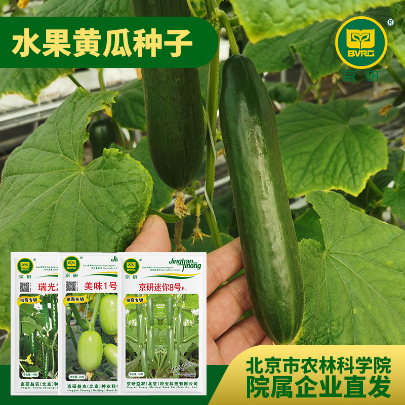 【农科院】京研水果黄瓜迷你小黄瓜种子阳台盆栽四季播蔬菜种籽孑