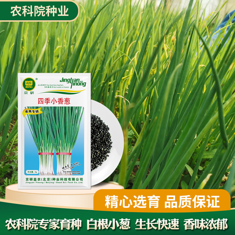 京研【农科院】葱种四季小香葱种子白根小葱四季阳台盆栽速生易种