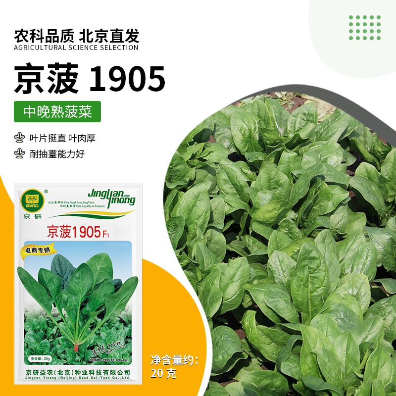 京研【农科院】菠菜种子大叶圆叶菠菜种子春秋菠菜阳台种植春耕节