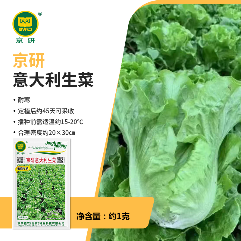 【农科院】京研意大利生菜种子水培沙拉生菜种子农科院四季种子