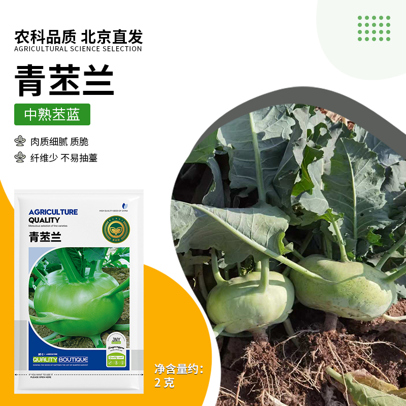 【农科院推荐】青苤兰种子阳台盆栽菜园大田专用双十一